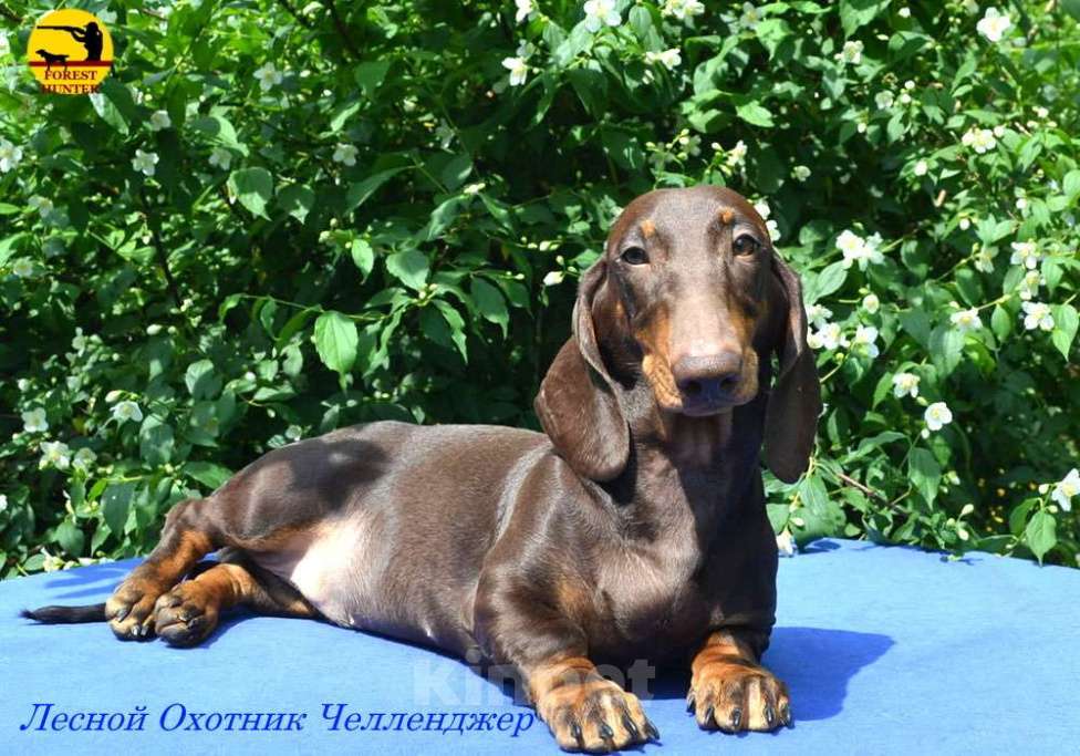 Собаки в Москве: щенки стандартной таксы питомник "Лесной Охотник" Мальчик, 50 000 руб. - фото 2