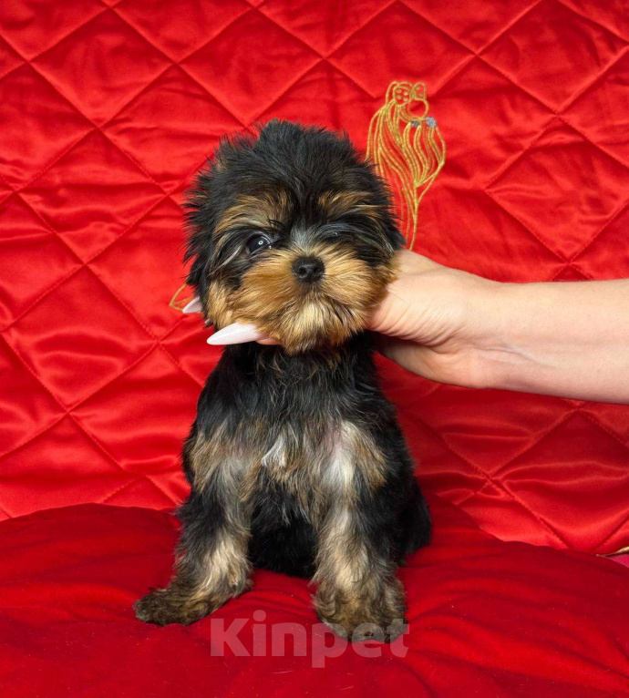 Собаки в Москве: Йоркширский терьер девочка Девочка, 85 000 руб. - фото 4