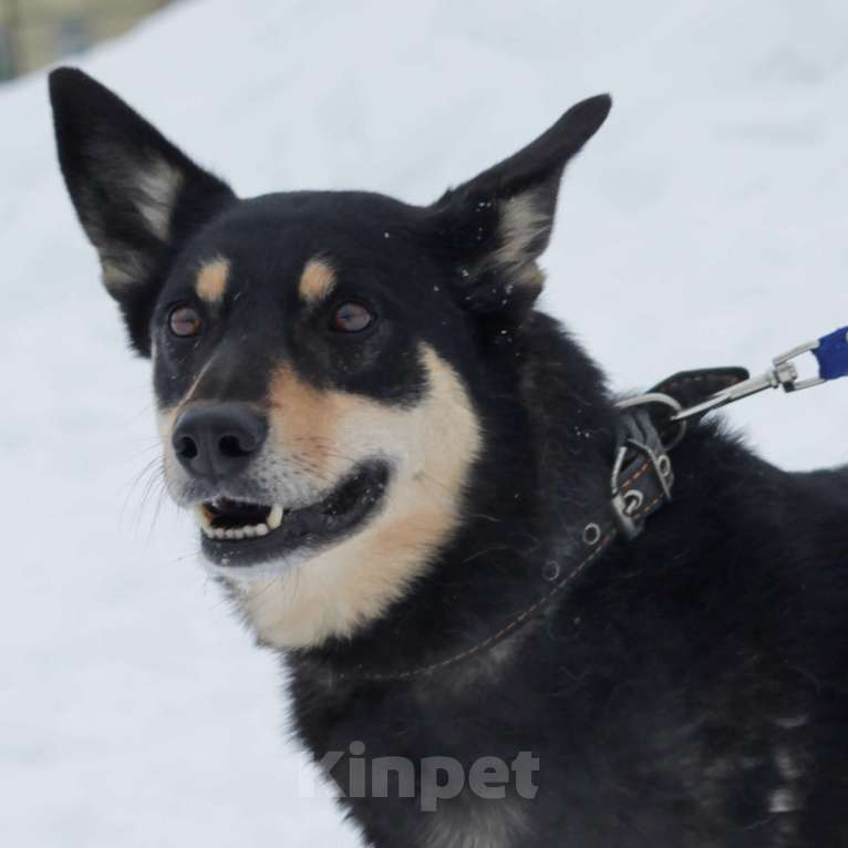 Собаки в Москве: Дина Девочка, Бесплатно - фото 1