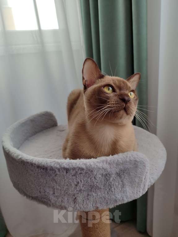 Кошки в Симферополе: Котенок европейской бурмы Мальчик, 60 000 руб. - фото 2