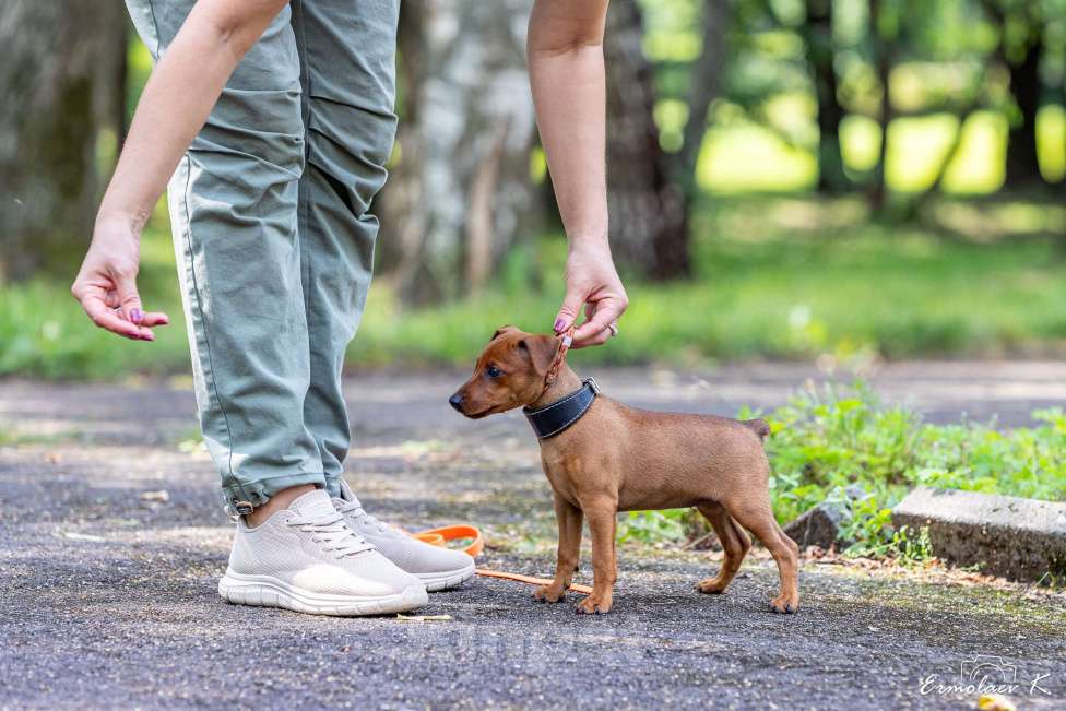 Собаки в Подольске: Цвергпинчер Оти Пампкин Девочка, 50 000 руб. - фото 5