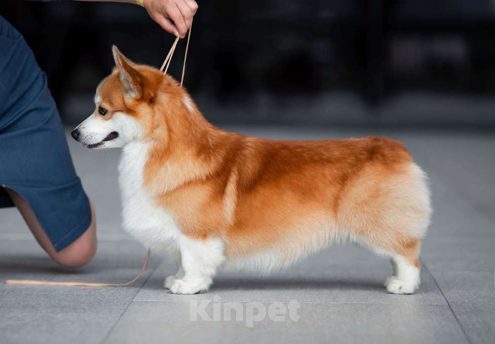 Собаки в других городах Ленинградской области: Продаются щенки вельш корги пемброк Мальчик, 70 000 руб. - фото 8