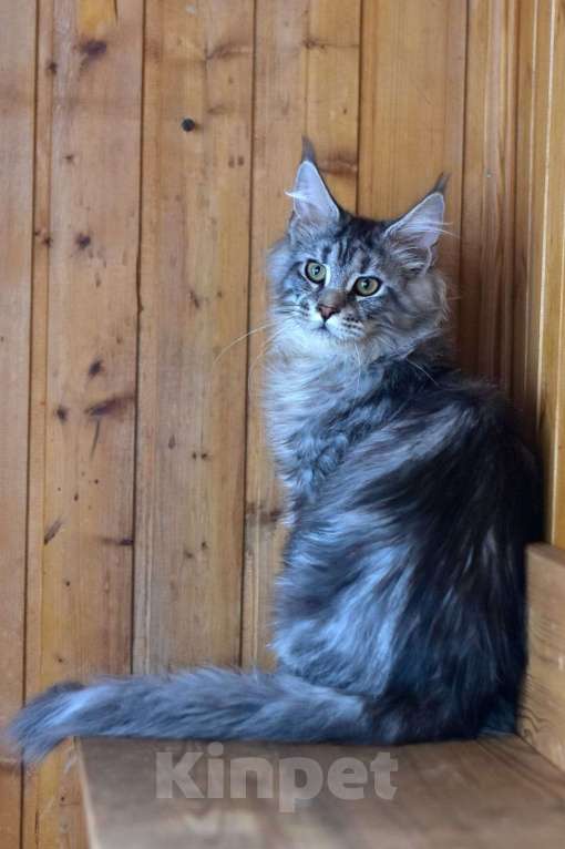 Кошки в Москве: Котенок 4 Мальчик, 1 руб. - фото 2