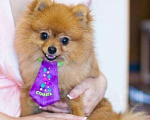 Собаки в Владивостоке: Вязка. Миниатюрный шпиц ищет невесту., 10 000 руб. - фото 1