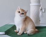 Кошки в Москве: Британские котята золотого окраса Мальчик, 55 000 руб. - фото 10