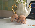 Собаки в Санкт-Петербурге: Шоколадно-соболиные чихуахуа Мальчик, 20 000 руб. - фото 4