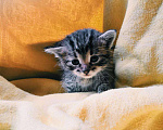 Кошки в Старом Купавне: Котенок Шпрота Девочка, 2 руб. - фото 3