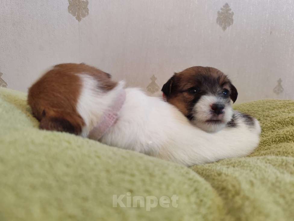 Собаки в Калининграде: Щенки джек рассел терьера Девочка, 60 000 руб. - фото 5