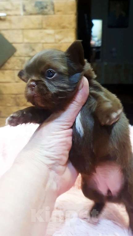 Собаки в Зеленограде: Чихуахуа девочки РКФ  Девочка, 65 000 руб. - фото 2