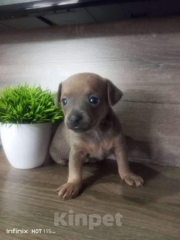 Собаки в Фролово: Девочка тойчик Девочка, 8 000 руб. - фото 2