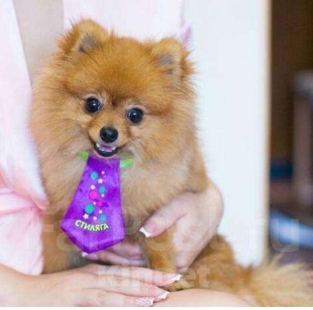 Собаки в Владивостоке: Вязка. Миниатюрный шпиц ищет невесту., 10 000 руб. - фото 1