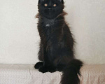 Кошки в Москве: Котик породы мейн кун Мальчик, 25 000 руб. - фото 4