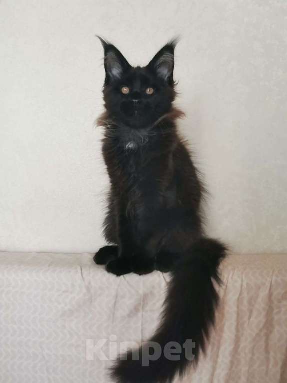 Кошки в Москве: Котик породы мейн кун Мальчик, 25 000 руб. - фото 4