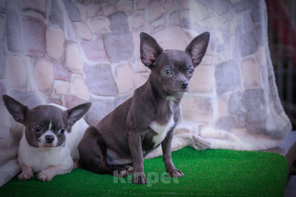 Собаки в Москве: Голубая мечта- девочка чихуа Девочка, 35 000 руб. - фото 2