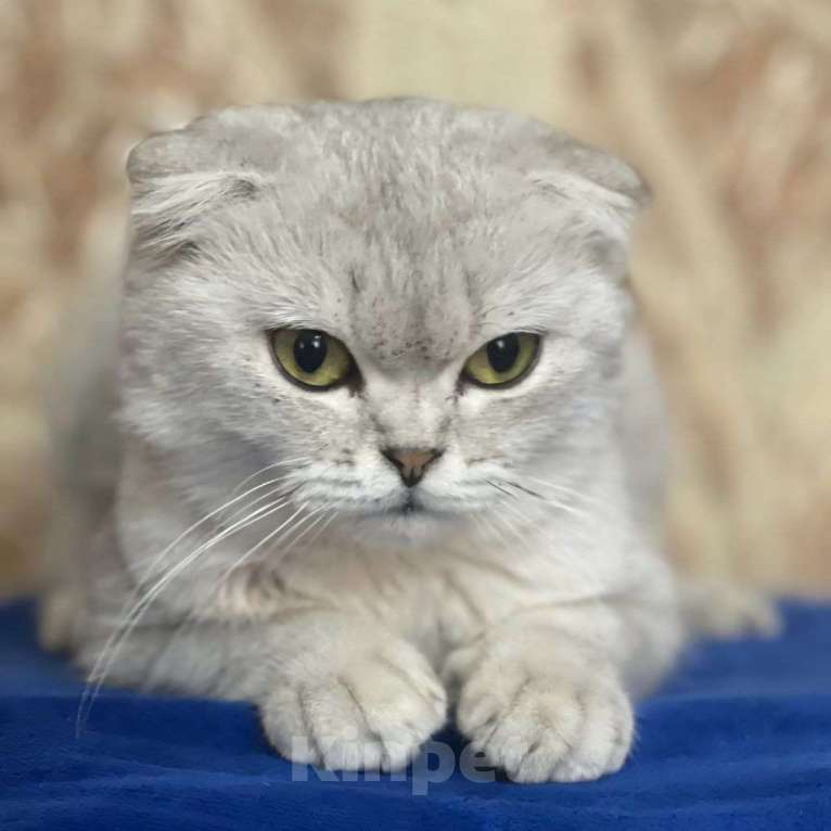 Кошки в Москве: Породистую кошечку выкинули Девочка, Бесплатно - фото 3