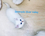 Кошки в Димитровграде: Короткошерстные и длинношёрстные котята с яркими синими глазками! Мальчик, Бесплатно - фото 1