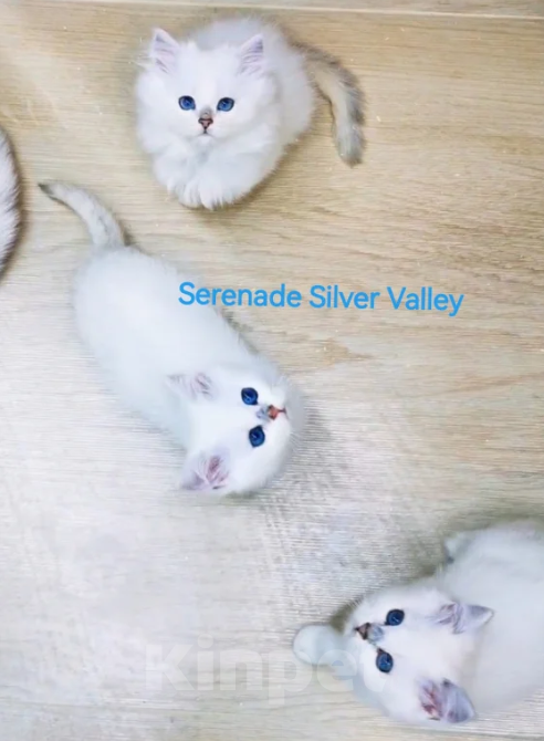 Кошки в Димитровграде: Короткошерстные и длинношёрстные котята с яркими синими глазками! Мальчик, Бесплатно - фото 1