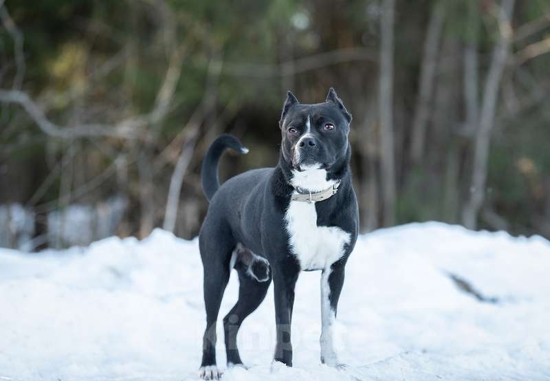 Собаки в Москве: Питбуль Пит в добрые руки Мальчик, Бесплатно - фото 6