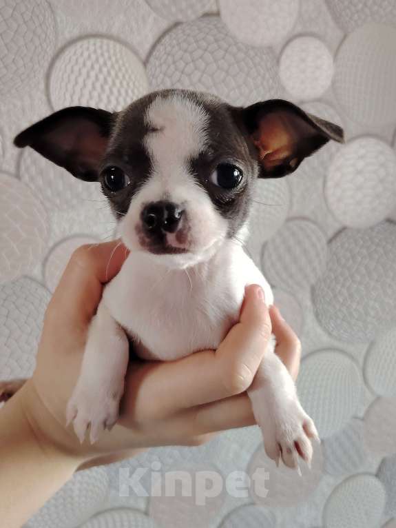 Собаки в Санкт-Петербурге: Чихуахуа Девочка, 25 000 руб. - фото 2