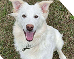 Собаки в Москве: Белый щенок Бижу в добрые руки Девочка, 1 руб. - фото 1