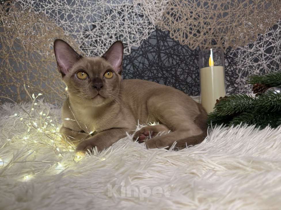 Кошки в Москве: Бурманский котенок мальчик Мальчик, 80 000 руб. - фото 3