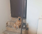 Собаки в Симферополе: Потерялась собака  Девочка, 1 руб. - фото 1