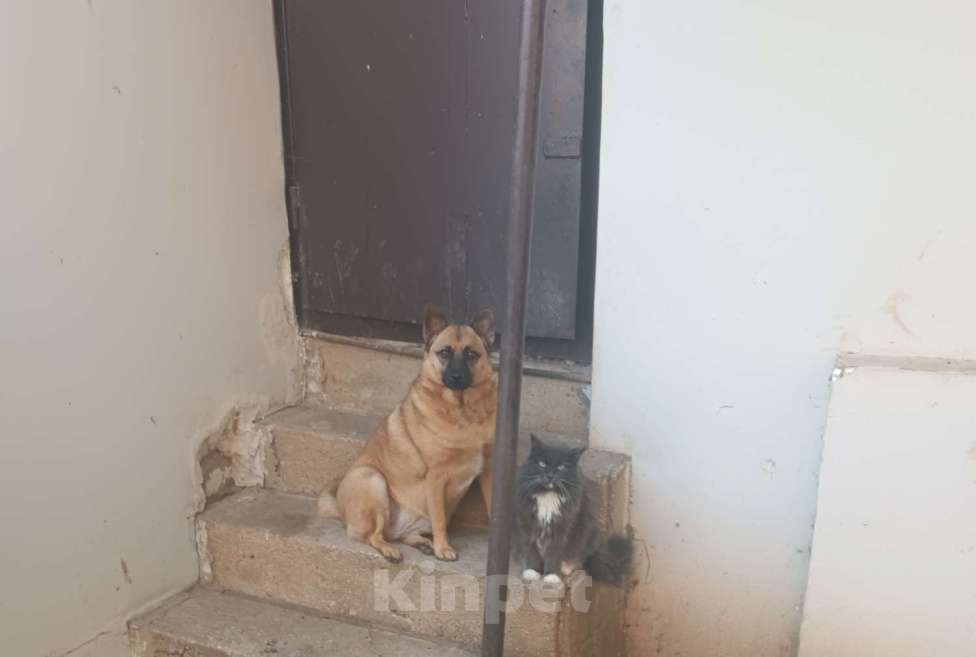 Собаки в Симферополе: Потерялась собака  Девочка, 1 руб. - фото 1