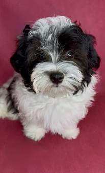 Мальтипу- стандартный мальчик.