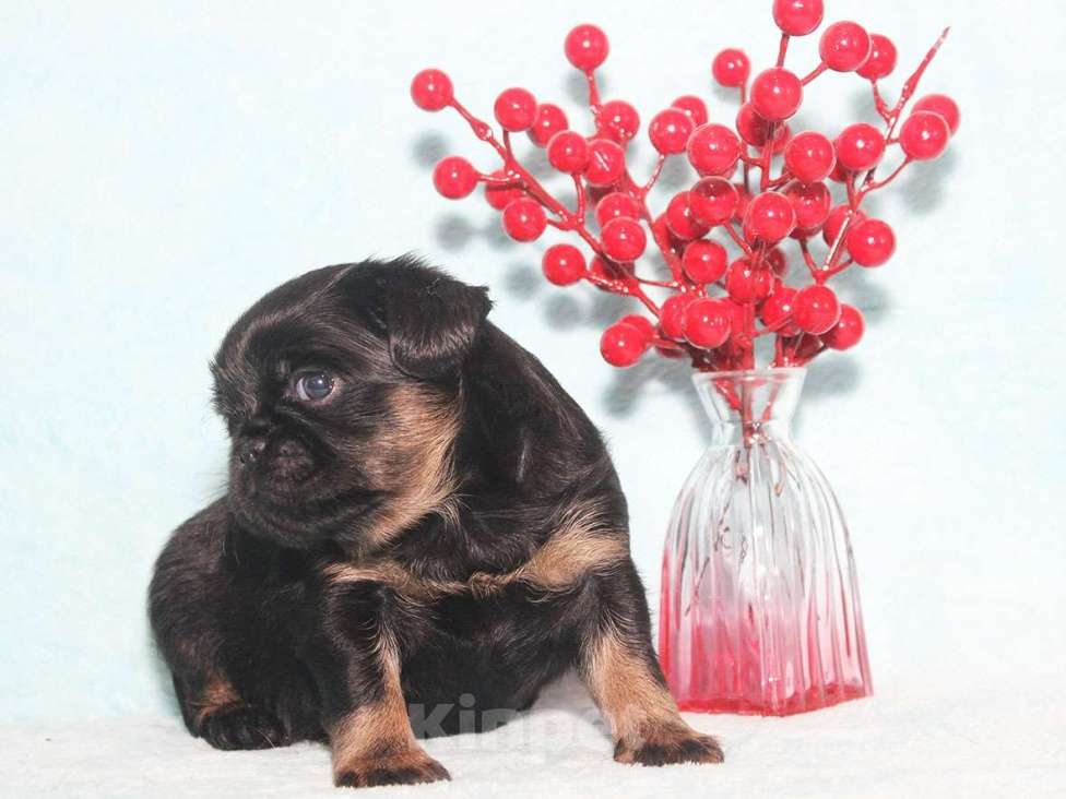 Собаки в Санкт-Петербурге: Маленькая принцесса Девочка, 80 000 руб. - фото 3