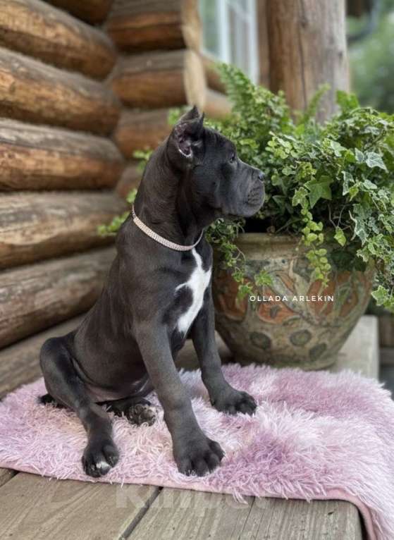 Собаки в Москве: Серая красотка кане корсо Девочка, 90 000 руб. - фото 2