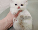 Кошки в Воронеже: Мальчик рэгдолл окрас голубой Линкс поинт Мальчик, 30 000 руб. - фото 4