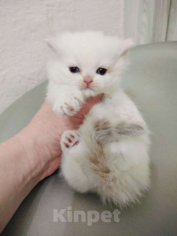 Кошки в Воронеже: Мальчик рэгдолл окрас голубой Линкс поинт Мальчик, 30 000 руб. - фото 4