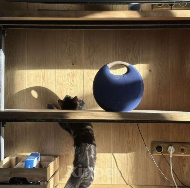 Кошки в Москве: Марсель ищет новый дом! Мальчик, 60 000 руб. - фото 3