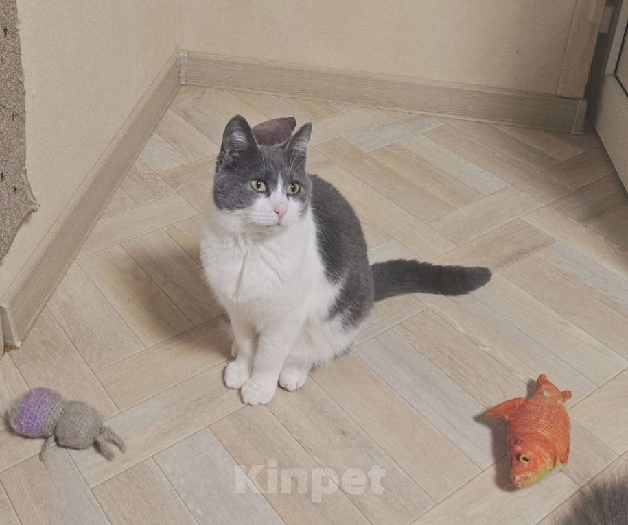 Кошки в Ростове-на-Дону: Милка ищет дом 🏠 Девочка, Бесплатно - фото 4