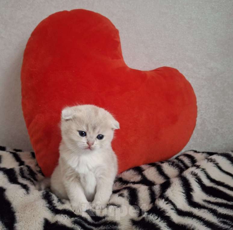 Кошки в Москве: Шотландские котята Разнополые, 30 000 руб. - фото 2