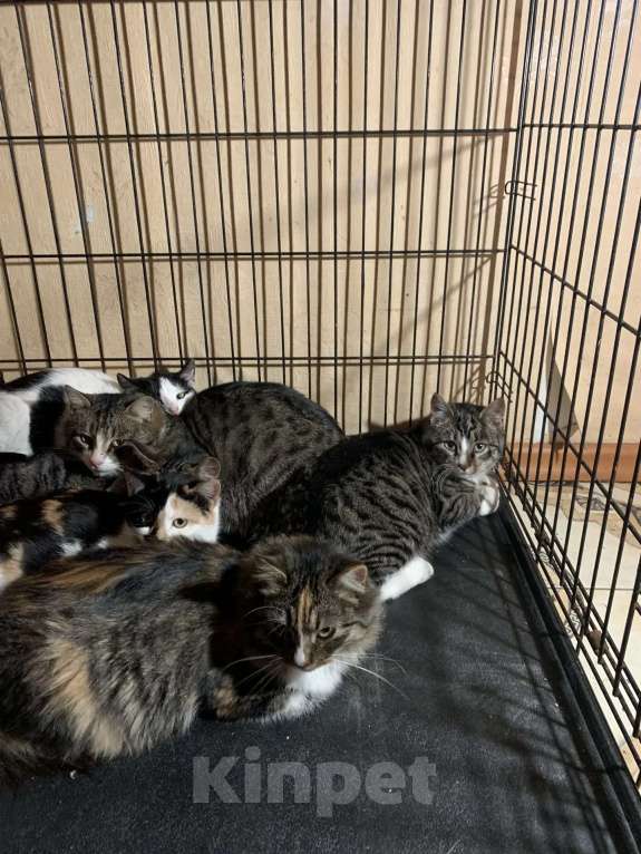 Кошки в Санкт-Петербурге: Опять улица Девочка, Бесплатно - фото 4