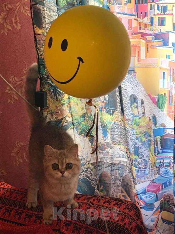 Кошки в Москве: Кошечка в добрые руки Девочка, Бесплатно - фото 3