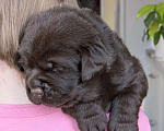Собаки в Москве: Шоколадный бутуз Мальчик, 120 000 руб. - фото 4