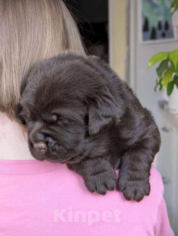 Собаки в Москве: Шоколадный бутуз Мальчик, 120 000 руб. - фото 4