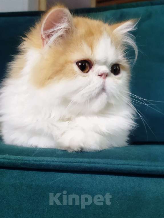 Кошки в Москве: Пушистое счастье Мальчик, 30 000 руб. - фото 5