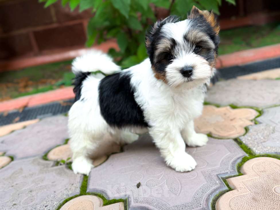 Собаки в Москве: Бивер красавец мальчик  Мальчик, Бесплатно - фото 4