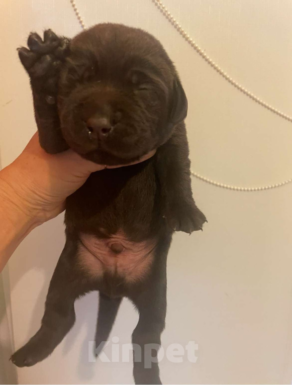 Собаки в Симферополе: Лапка Мальчик, 25 000 руб. - фото 4