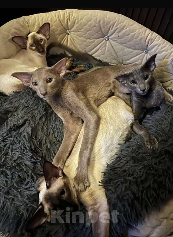 Кошки в Москве: Продается ласковая кошечка ориентал Эва Девочка, 10 000 руб. - фото 2