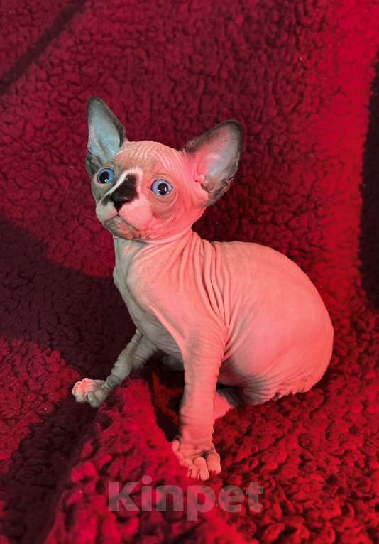 Кошки в Воронеже: Канадский сфинкс котёнок Мальчик, 15 000 руб. - фото 6