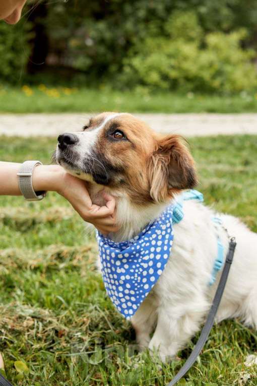 Собаки в других городах Московской области: Арни ищет семью Мальчик, Бесплатно - фото 5