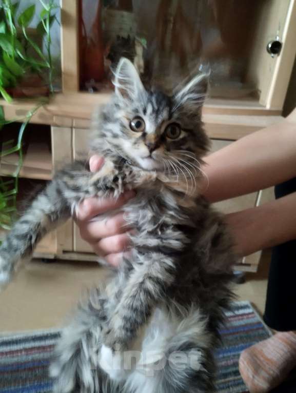 Кошки в Улане-Удэ: Котёнок в добрые руки Девочка, Бесплатно - фото 2