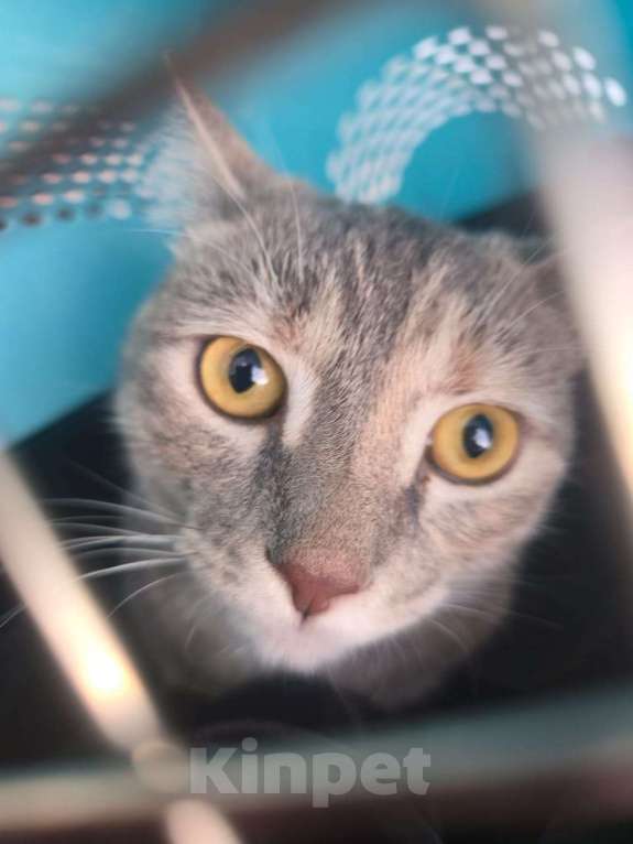 Кошки в Курганинске: Пропала кошка в г.Курганинск Девочка, 1 000 руб. - фото 3