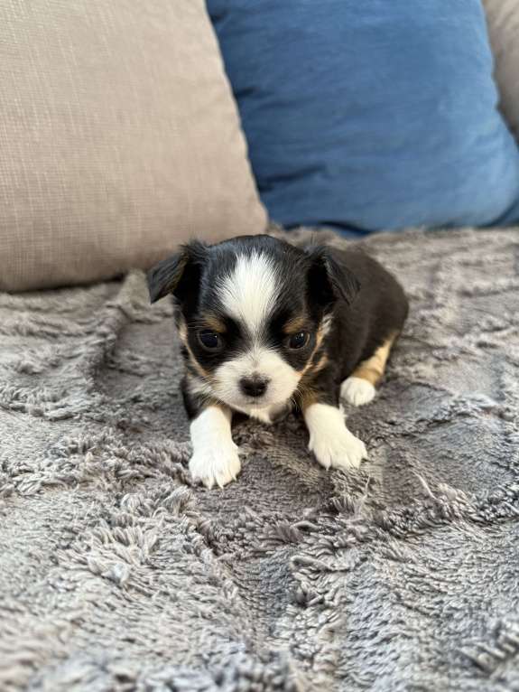 Собаки в других городах Московской области: Девочка чихуахуа Герда Девочка, 60 000 руб. - фото 6