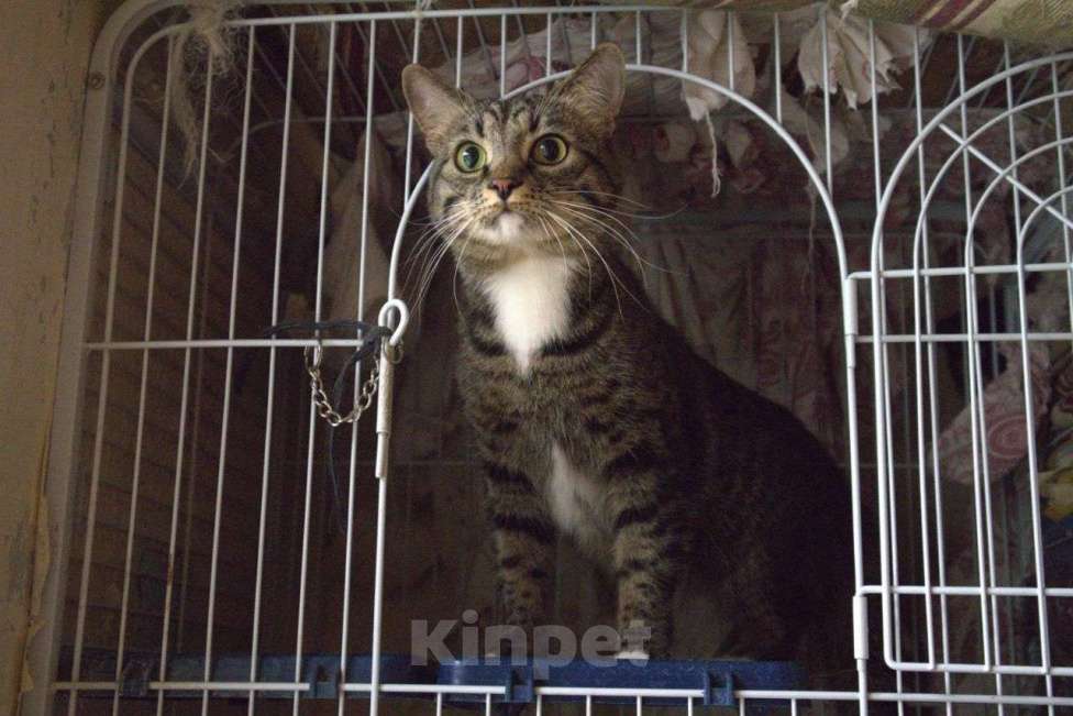 Кошки в Москве: Добрый и ласковый Марсик в добрые руки! Мальчик, Бесплатно - фото 1