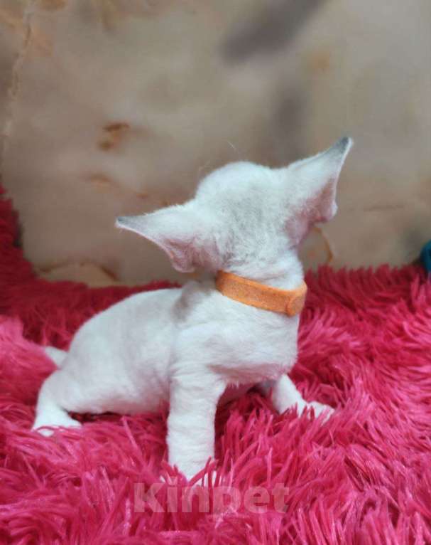 Кошки в Горячем Ключе: Котенок Девон рекс мальчик с голубыми глазами Мальчик, 60 000 руб. - фото 2